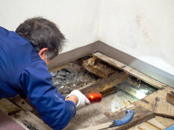 Best Black Mold Removal  in Buena Park, CA