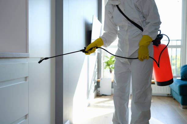 Best Toxic Mold Removal  in Buena Park, CA