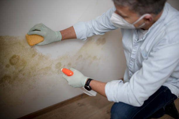 Best Black Mold Removal  in Buena Park, CA