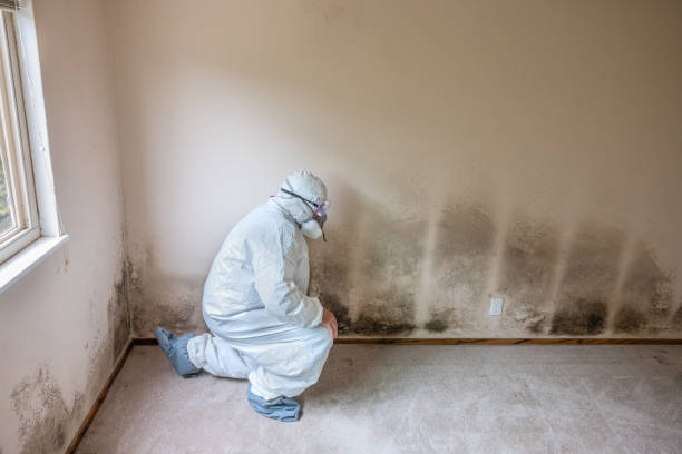 Mold Removal and Inspection in Buena Park, CA