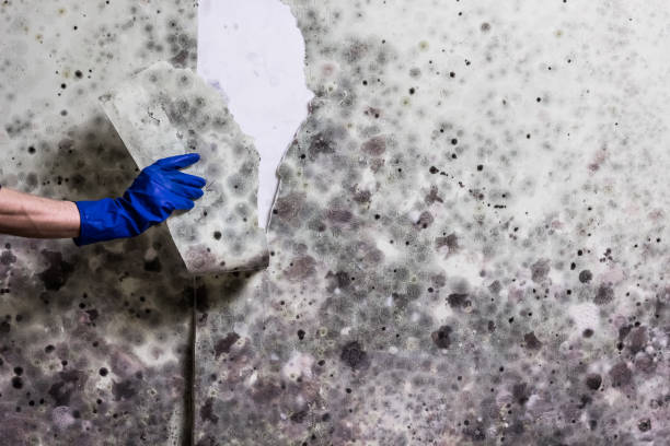 Best Fast Mold Removal  in Buena Park, CA